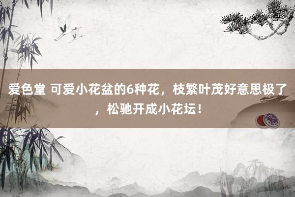 爱色堂 可爱小花盆的6种花，枝繁叶茂好意思极了，松驰开成小花坛！