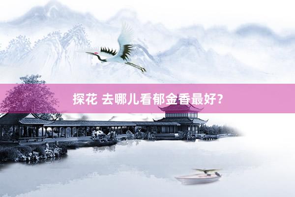 探花 去哪儿看郁金香最好？
